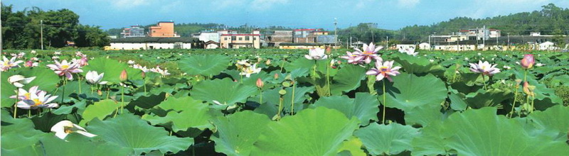 樓下村盤活村中八畝土地,成就了佛岡一景,也為該村帶來經(jīng)濟效益。