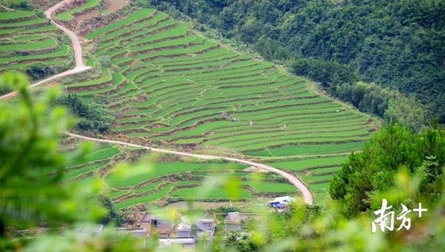 黑山村梯田。記者黃津 攝